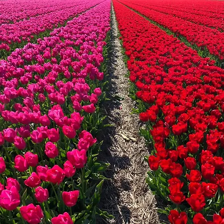 Prachtig Zonnestraal Kemping *